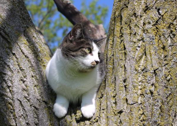 /Images/uploads/Cat Welfare Association/catwelfarecalendarcontest/entries/473thumb.jpg